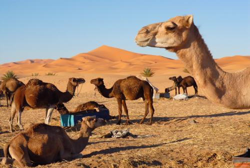 Fotografia de Pere Hierro-Estudis&Creatius - Galeria Fotografica: Xaluca-Morocco - Foto: Dromedarios en Tombouctou