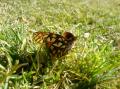Fotos de henrydnb -  Foto: mis pics favoritas - mariposa