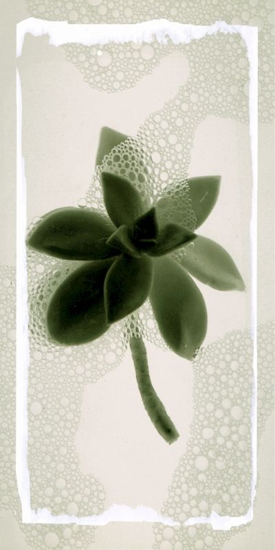 Fotografia de carlos lizalde - Galeria Fotografica: flower power - Foto: 