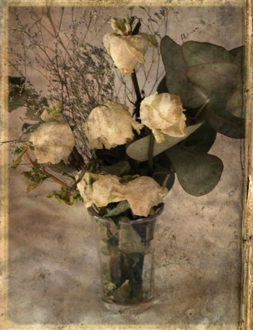 Fotografia de carlos lizalde - Galeria Fotografica: flower power - Foto: 