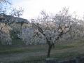 Fotos de cerrando etapas -  Foto: Pueblos de Mallorca - Almendros en Febrero