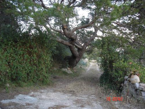 Fotografia de cerrando etapas - Galeria Fotografica: Pueblos de Mallorca - Foto: solo  camino..								