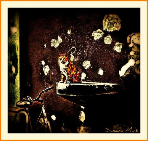 Fotografia de Estudio Fotogrifico Susana Mul - Galeria Fotografica: Retratos en estudio - Foto: gato en Caminito