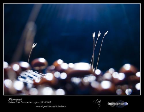 Fotografia de Entrelente - Galeria Fotografica: Camarate 28 de Octubre de 2012 - Foto: Microespacio I