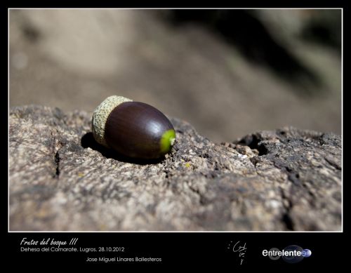 Fotografia de Entrelente - Galeria Fotografica: Camarate 28 de Octubre de 2012 - Foto: Frutos del BOsque III