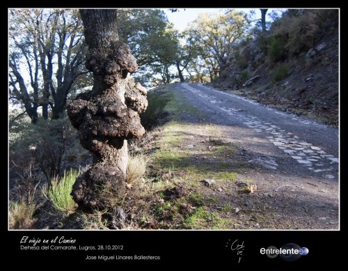 Fotografia de Entrelente - Galeria Fotografica: Camarate 28 de Octubre de 2012 - Foto: El Viejo en el Camino