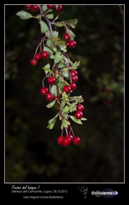Fotografia de Entrelente - Galeria Fotografica: Camarate 28 de Octubre de 2012 - Foto: Frutos del Bosque I