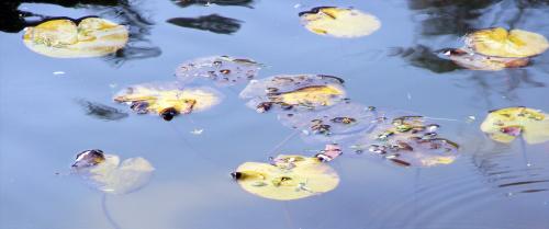 Fotografia de januaryxii - Galeria Fotografica: Cajn de sastre - Foto: Islas