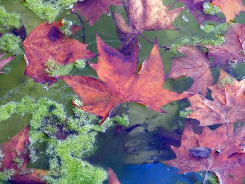 Fotografia de januaryxii - Galeria Fotografica: Cajn de sastre - Foto: Estanque