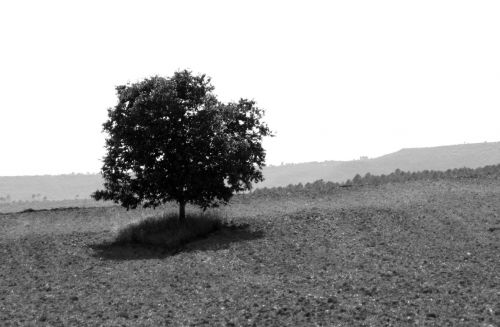 Fotografia de Manuel Sanz - Galeria Fotografica: Blanco y Negro - Foto: 