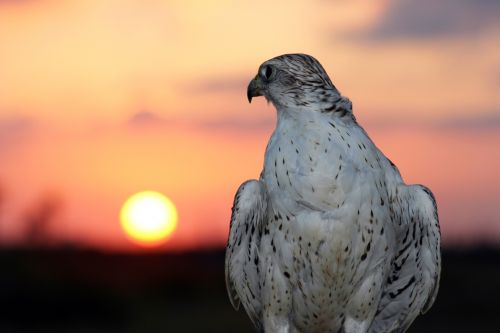 Fotografia de Manuel Sanz - Galeria Fotografica: Paisajes y Naturaleza - Foto: Halcn