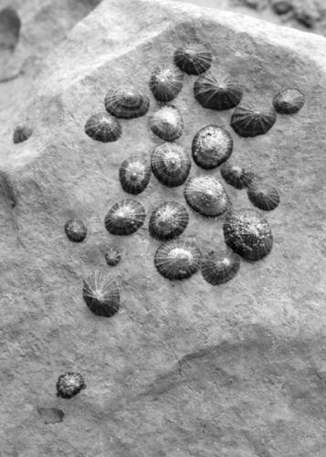 Fotografia de Sin Nombre - Galeria Fotografica: Gower, Wales - Foto: 