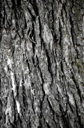 Fotografia de Sin Nombre - Galeria Fotografica: Paisajes-pinturas-fotos - Foto: Corteza