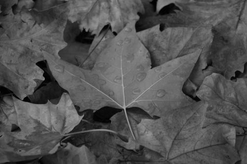 Fotografia de Alberto el cartero - Galeria Fotografica: Naturaleza - Foto: Naturaleza muerta