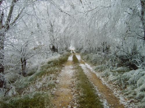 Fotografia de Alberto el cartero - Galeria Fotografica: Naturaleza - Foto: Ribaforada Nevado