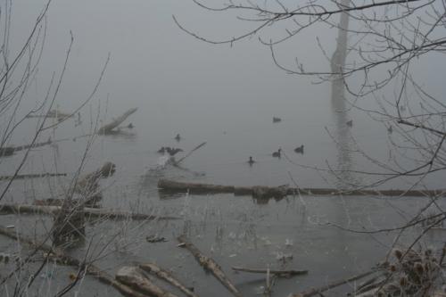 Fotografia de Alberto el cartero - Galeria Fotografica: Naturaleza - Foto: Laguna de Ablitas