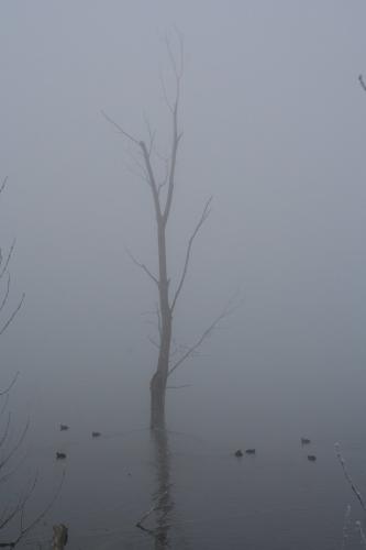 Fotografia de Alberto el cartero - Galeria Fotografica: Naturaleza - Foto: Laguna de Ablitas