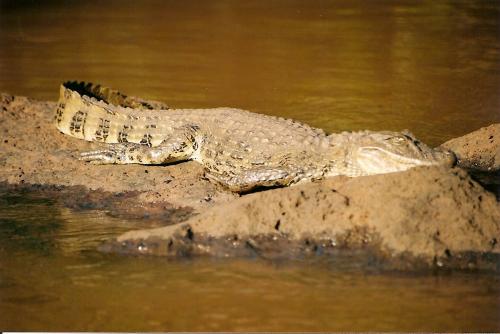 Fotografia de willi - Galeria Fotografica: primera ! - Foto: Yacare