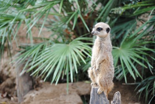 Fotografia de lasentiu - Galeria Fotografica: zoo - Foto: vigilante