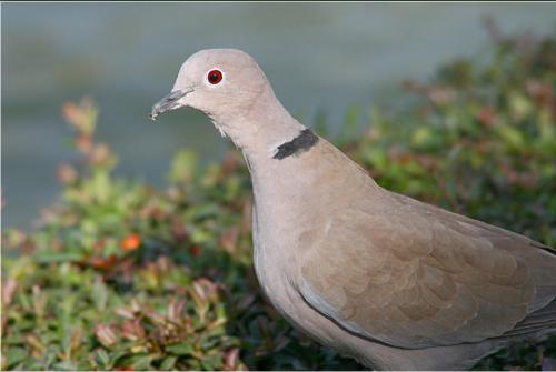 Fotografia de Rufo - Galeria Fotografica: Mis Preferidas - Foto: Tortola
