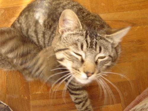 Fotografia de goytia - Galeria Fotografica: Mi Primera galeria - Foto: juego de gatos