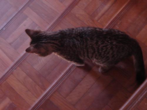 Fotografia de goytia - Galeria Fotografica: Mi Primera galeria - Foto: �napoleon eres t�?