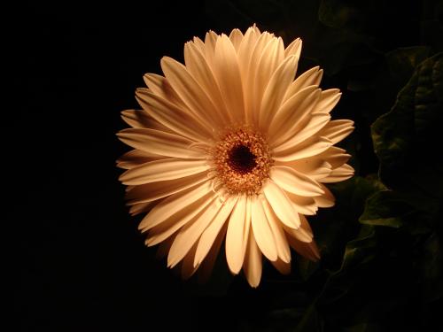 Fotografia de angel - Galeria Fotografica: Macro - Foto: 