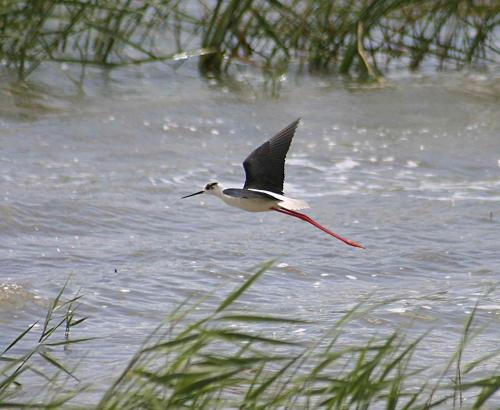 Fotografia de Manel Puigcerver - Galeria Fotografica: Fotos de naturaleza (II) - Foto: Himantopus