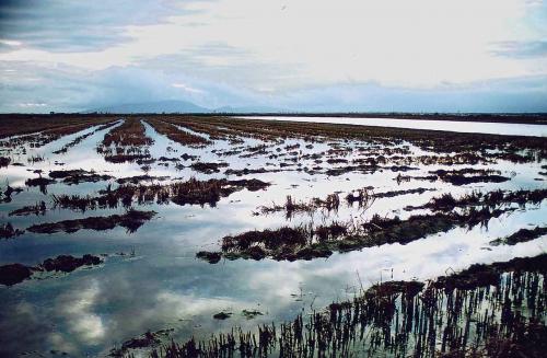 Fotografia de Manel Puigcerver - Galeria Fotografica: Fotos de naturaleza (II) - Foto: Delta del Ebro