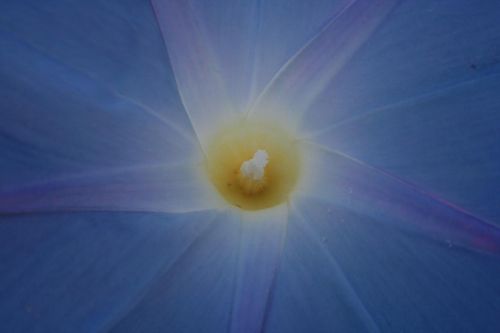 Fotografia de juanperez1949 - Galeria Fotografica: Naturaleza - Foto: Flor