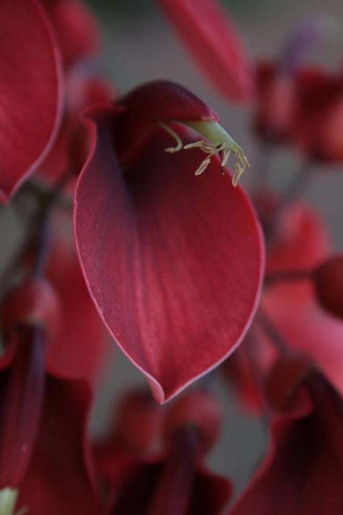 Fotografia de juanperez1949 - Galeria Fotografica: Naturaleza - Foto: Flor