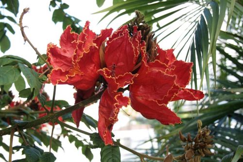 Fotografia de juanperez1949 - Galeria Fotografica: Naturaleza - Foto: Flor