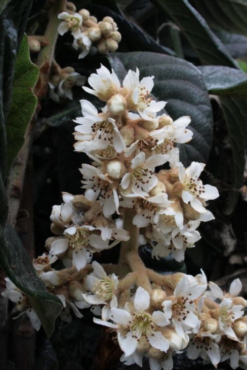 Fotografia de juanperez1949 - Galeria Fotografica: Naturaleza - Foto: Flor