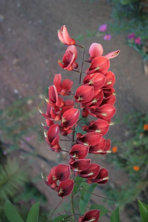 Fotografia de juanperez1949 - Galeria Fotografica: Naturaleza - Foto: Flor