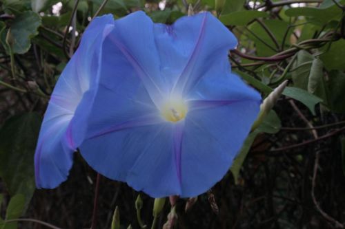 Fotografia de juanperez1949 - Galeria Fotografica: Naturaleza - Foto: Flor