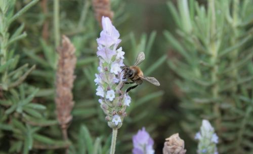 Fotografia de juanperez1949 - Galeria Fotografica: Naturaleza - Foto: Flor