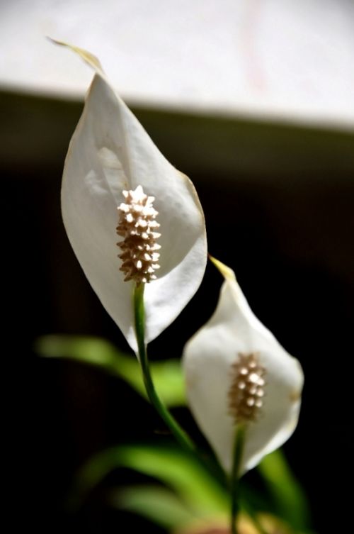 Fotografia de ANGEL MONTERO - Galeria Fotografica: EDEN - Foto: 