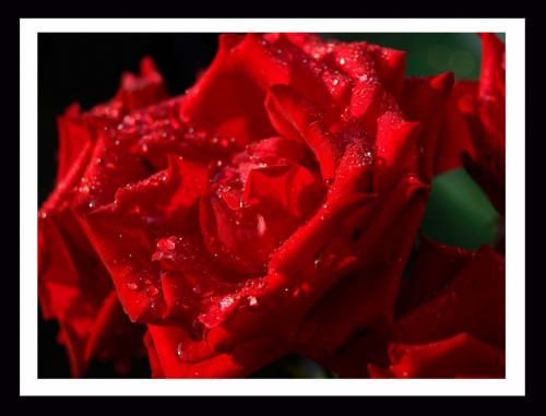 Fotografia de Momentos - Galeria Fotografica: Naturaleza - Foto: 