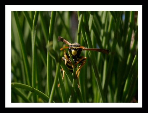 Fotografia de Momentos - Galeria Fotografica: Naturaleza - Foto: Da de piscina