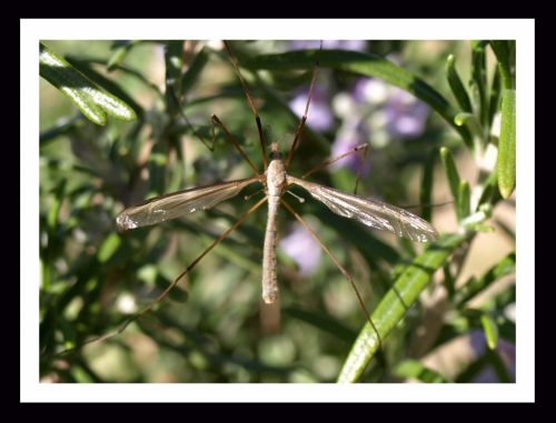 Fotografia de Momentos - Galeria Fotografica: Naturaleza - Foto: 
