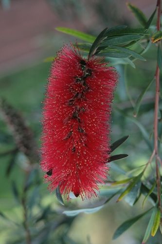 Fotografia de juanperez1949 - Galeria Fotografica: Naturaleza - Foto: Flor