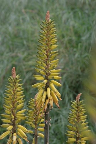 Fotografia de juanperez1949 - Galeria Fotografica: Naturaleza - Foto: Flor