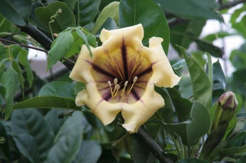 Fotografia de juanperez1949 - Galeria Fotografica: Naturaleza - Foto: Flor