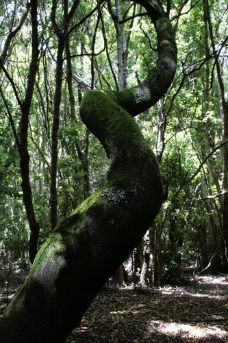 Fotografia de juanperez1949 - Galeria Fotografica: Naturaleza - Foto: Buscando el cielo
