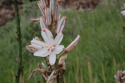Fotografia de juanperez1949 - Galeria Fotografica: Naturaleza - Foto: Flor