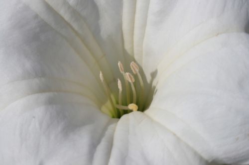 Fotografia de juanperez1949 - Galeria Fotografica: Naturaleza - Foto: Flor