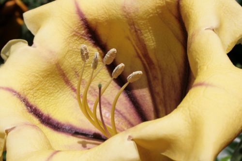 Fotografia de juanperez1949 - Galeria Fotografica: Naturaleza - Foto: Flor