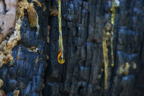 Fotografia de juanperez1949 - Galeria Fotografica: Naturaleza - Foto: Lgrima de mbar