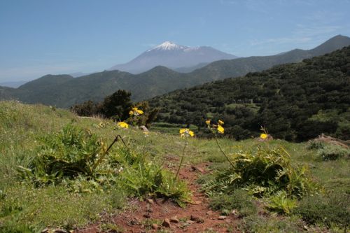 Fotografia de juanperez1949 - Galeria Fotografica: Naturaleza - Foto: El Teide desde Teno Alto
