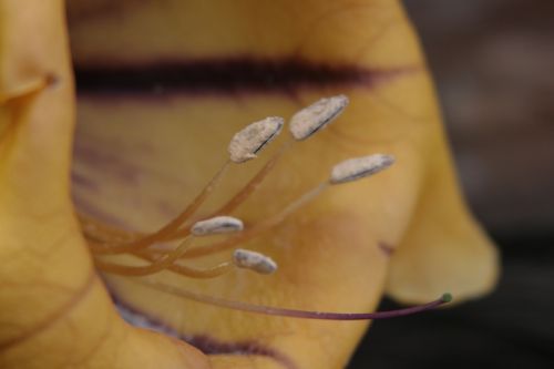 Fotografia de juanperez1949 - Galeria Fotografica: Naturaleza - Foto: Flor